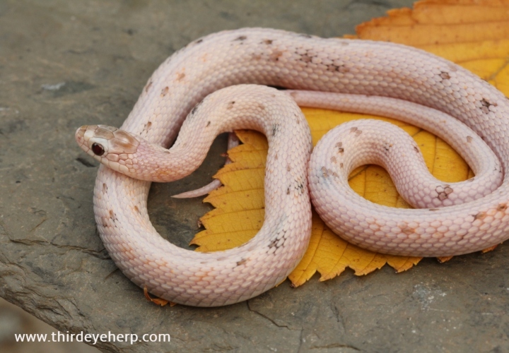 Nebraska White Plains Garter Snake